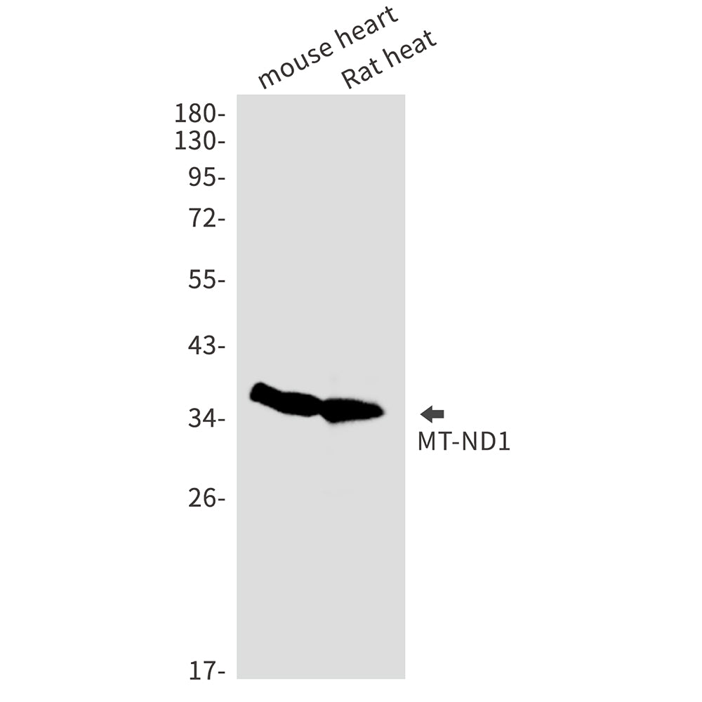 MT ND1 Rabbit Monoclonal Antibody