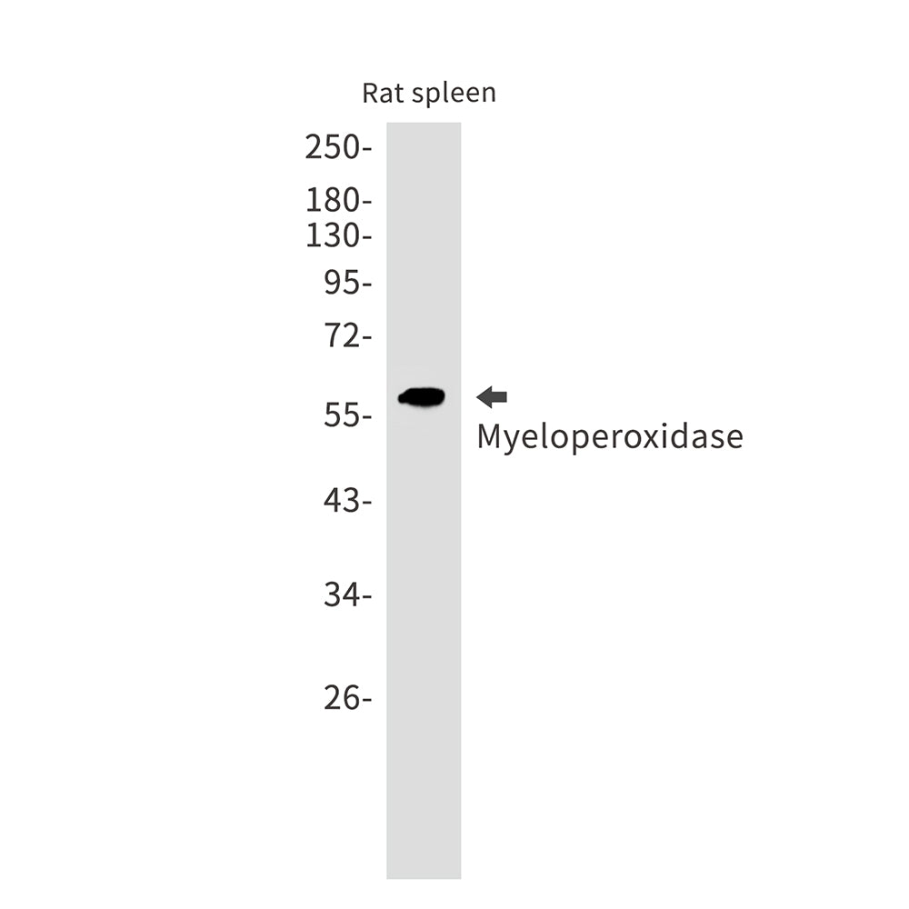 Myeloperoxidase Rabbit Monoclonal Antibody