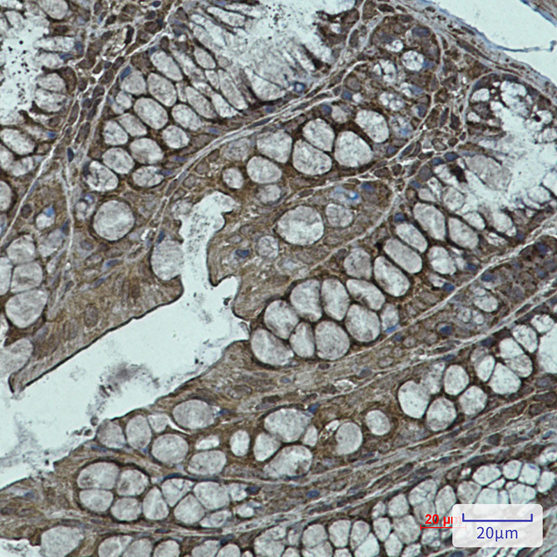 NDUFB11 Rabbit Monoclonal Antibody