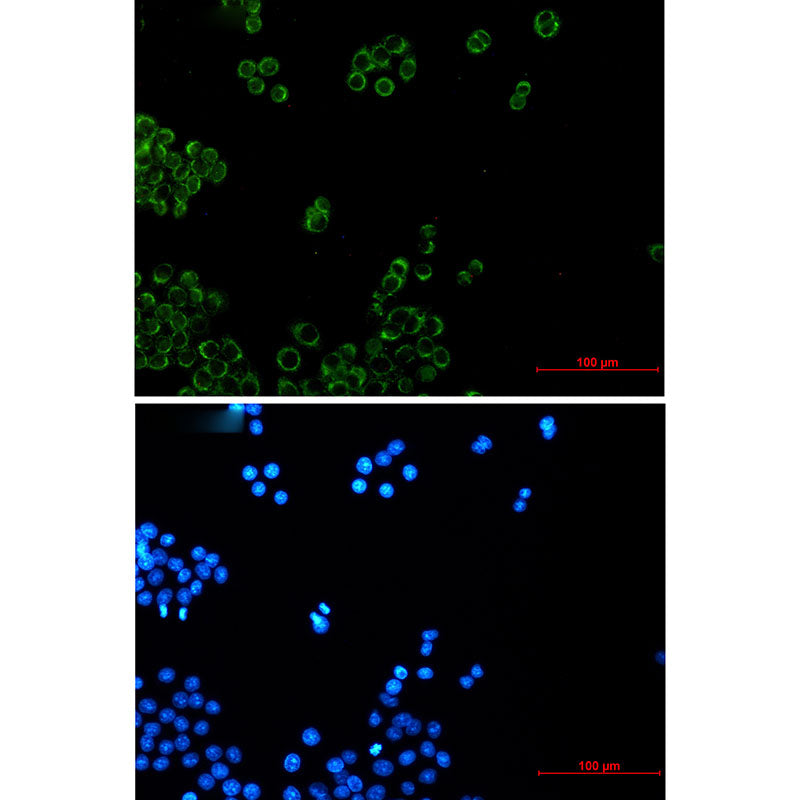 NDUFB4 Rabbit Monoclonal Antibody