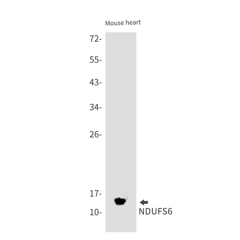 NDUFS6 Rabbit Monoclonal Antibody