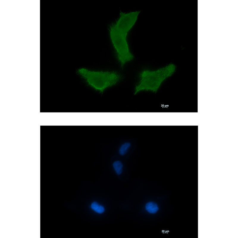 NEK9 Rabbit Monoclonal Antibody