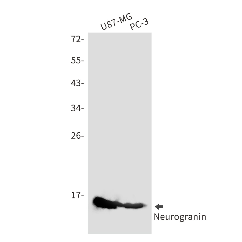 Neurogranin Rabbit Monoclonal Antibody