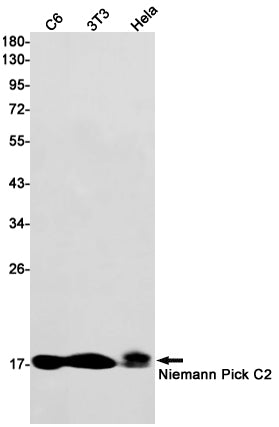 Niemann Pick C2 Rabbit Monoclonal Antibody