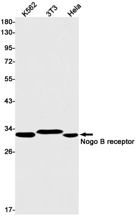 Nogo B Receptor Rabbit Monoclonal Antibody