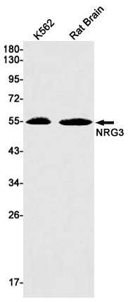 NRG3 Rabbit Monoclonal Antibody