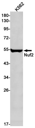 Nuf2 Rabbit Monoclonal Antibody