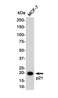 p21 Rabbit Monoclonal Antibody