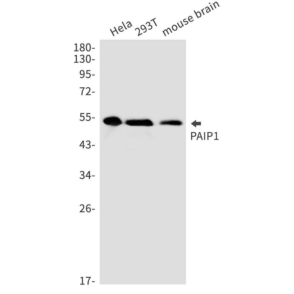 PAIP1 Rabbit Monoclonal Antibody
