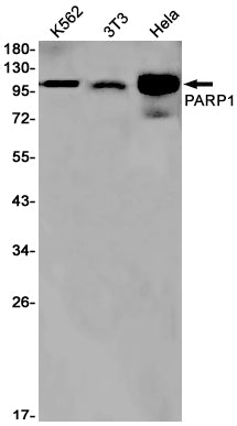 PARP1 Rabbit Monoclonal Antibody