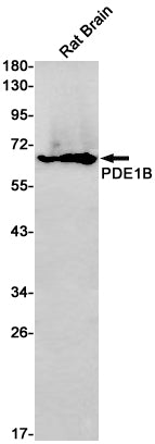 PDE1B Rabbit Monoclonal Antibody