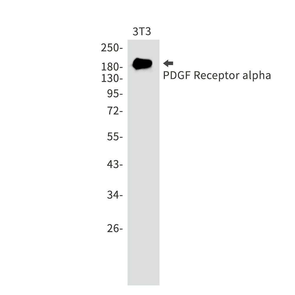 PDGFR alpha Rabbit Monoclonal Antibody