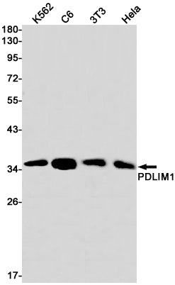 PDLIM1 Rabbit Monoclonal Antibody