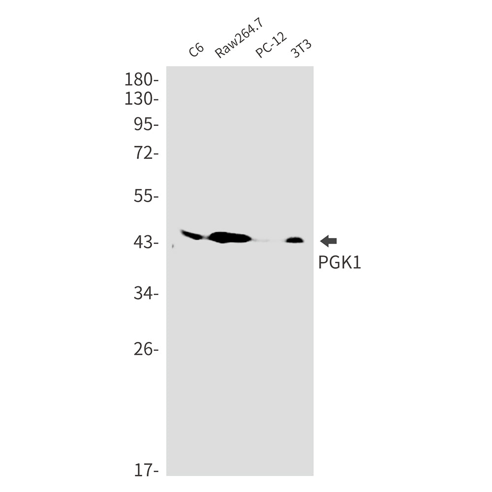 PGK1 Rabbit Monoclonal Antibody