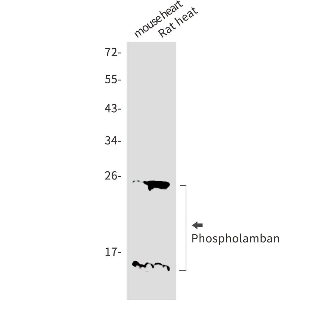 Phospholamban Rabbit Monoclonal Antibody