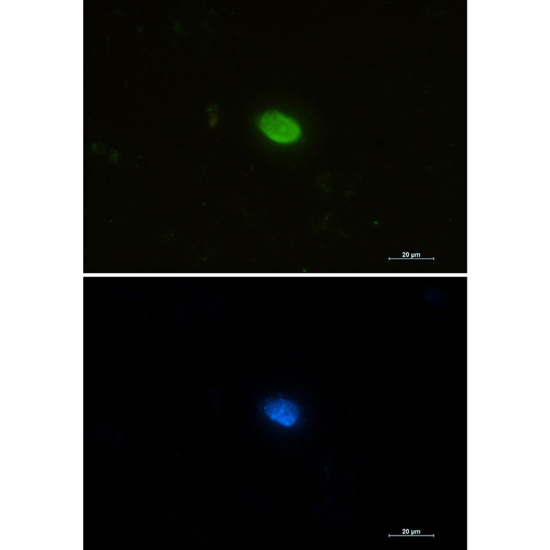 PIN1 Rabbit Monoclonal Antibody