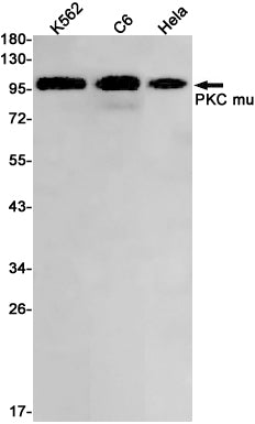 PKD1 Rabbit Monoclonal Antibody