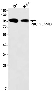 PKD1 Rabbit Monoclonal Antibody