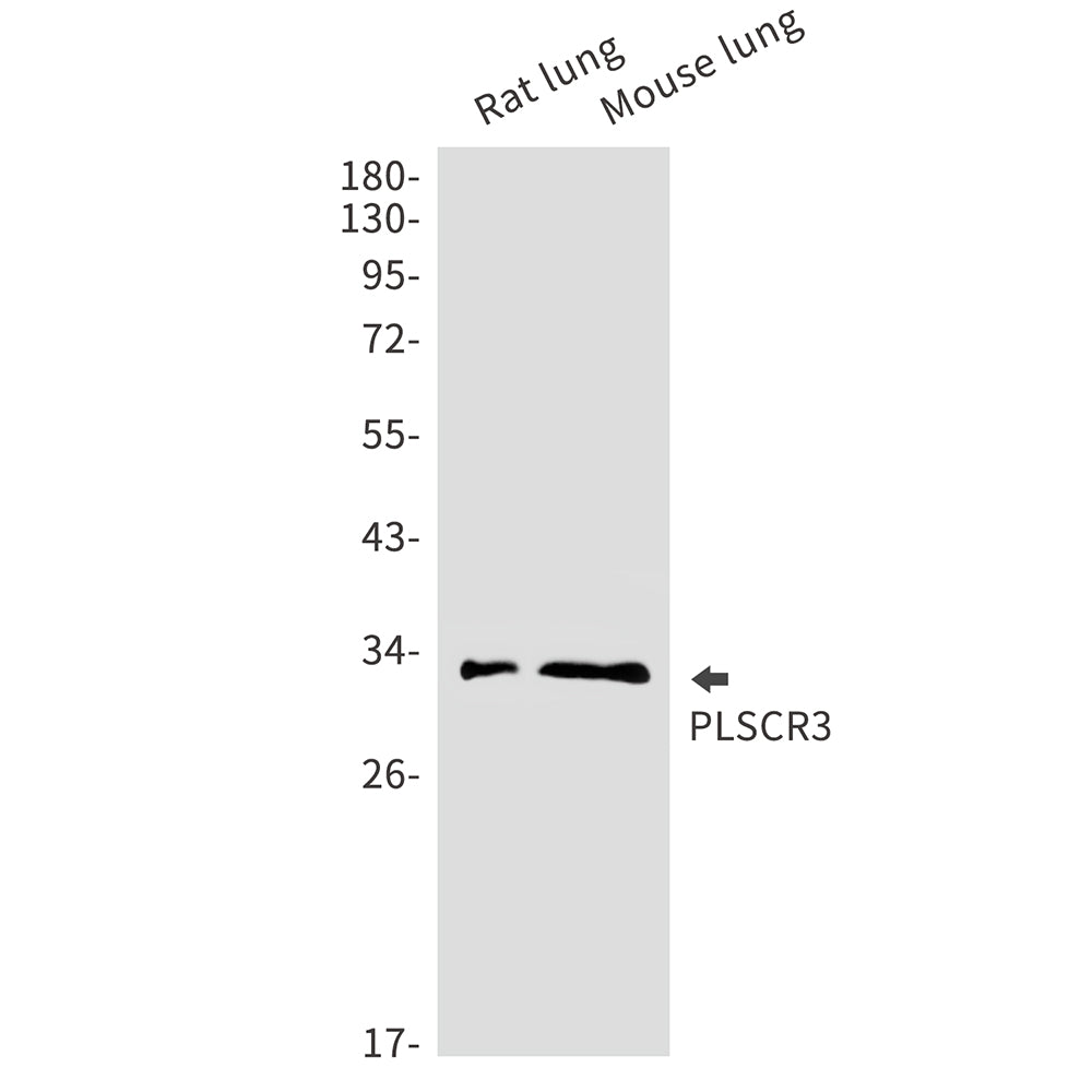 PLSCR3 Rabbit Monoclonal Antibody