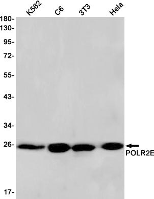 RNA Polymerases I/II/III Subunit ABC1 Rabbit Monoclonal Antibody
