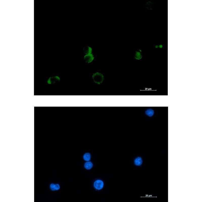 Prostaglandin D Synthase Rabbit Monoclonal Antibody
