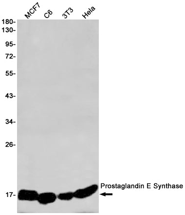 Prostaglandin E Synthase Rabbit Monoclonal Antibody