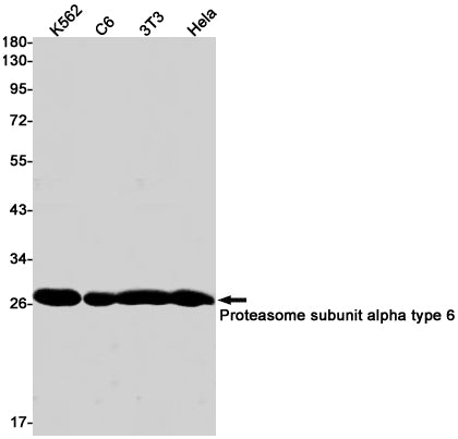 Proteasome alpha 6 Rabbit Monoclonal Antibody