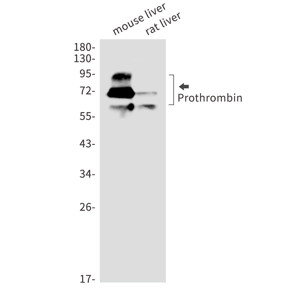 Prothrombin Rabbit Monoclonal Antibody