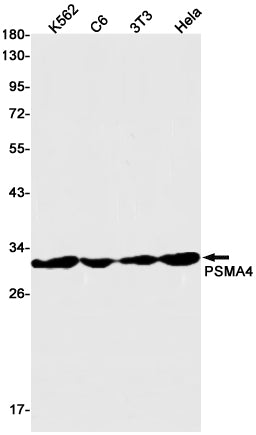 PSMA4 Rabbit Monoclonal Antibody