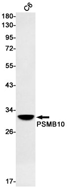 PSMB10 Rabbit Monoclonal Antibody