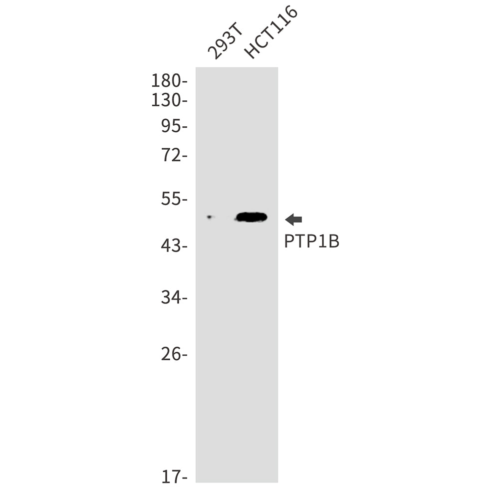PTP1B Rabbit Monoclonal Antibody