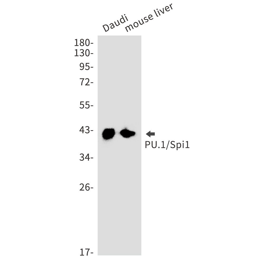 SPI1 Rabbit Monoclonal Antibody