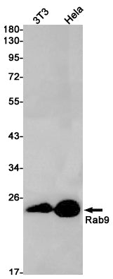 Rab9 Rabbit Monoclonal Antibody