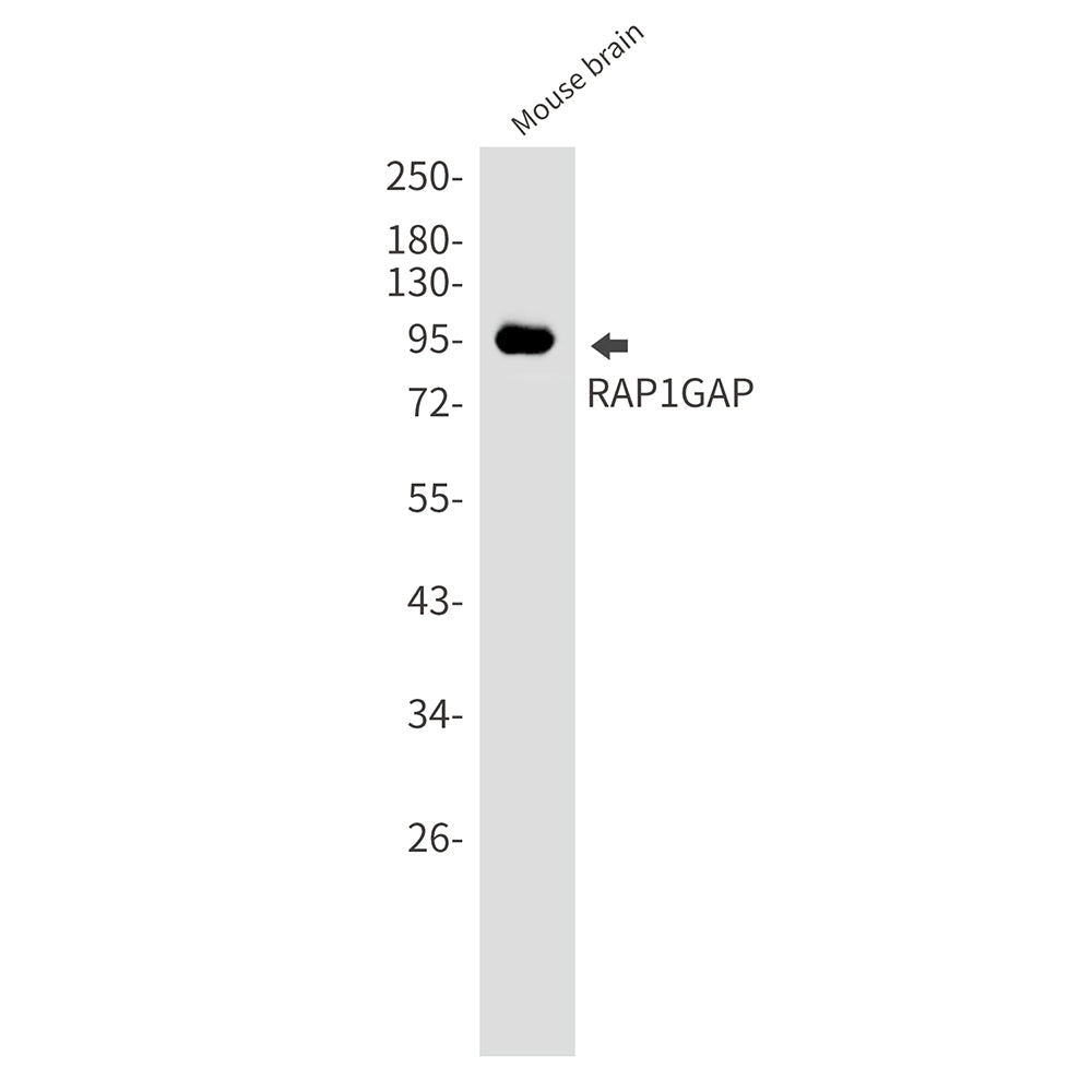 RAP1GAP Rabbit Monoclonal Antibody