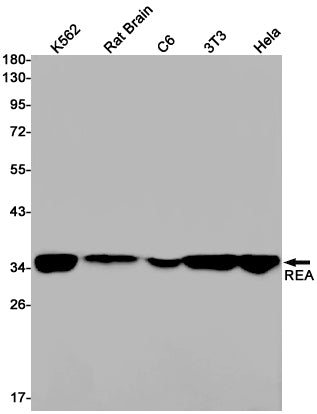 REA Rabbit Monoclonal Antibody