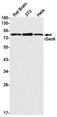 Exocyst Complex Component 3 Rabbit Monoclonal Antibody
