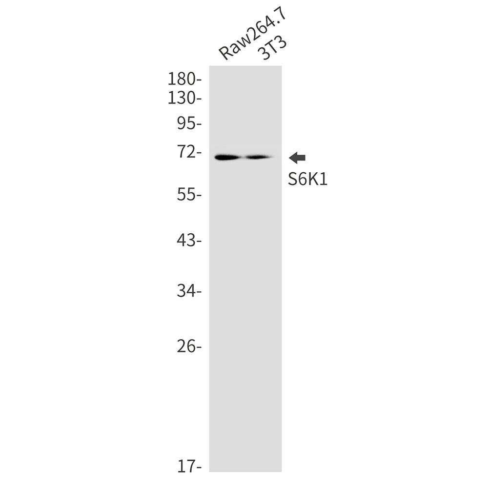 S6K1 Rabbit Monoclonal Antibody