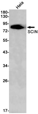 SCIN Rabbit Monoclonal Antibody