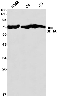SDHA Rabbit Monoclonal Antibody