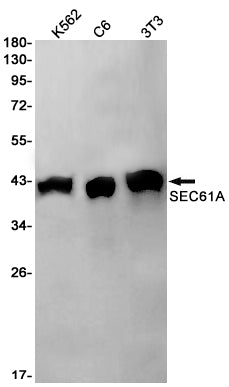 SEC61A Rabbit Monoclonal Antibody