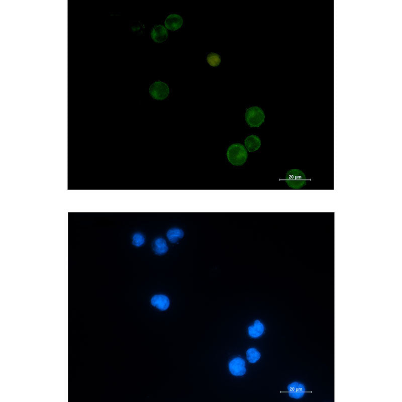 Semaphorin 4D Rabbit Monoclonal Antibody