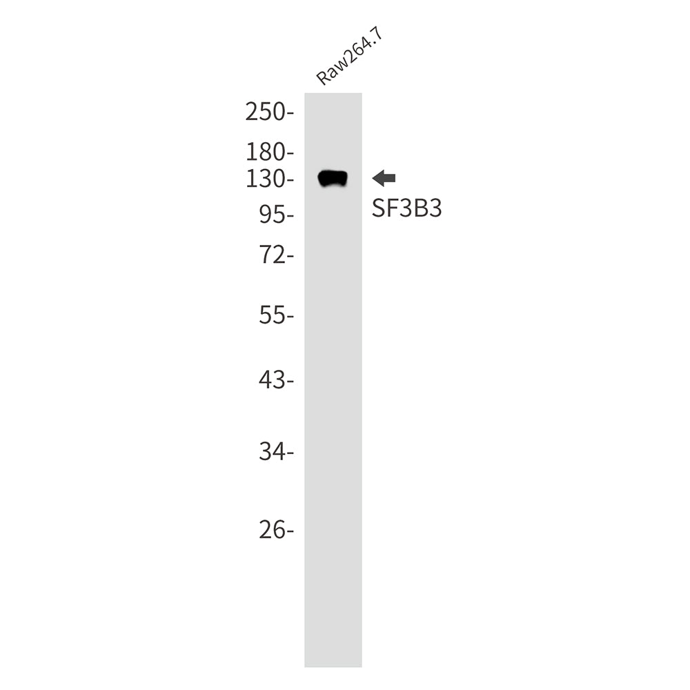SF3B3 Rabbit Monoclonal Antibody