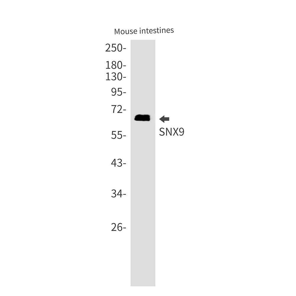 SNX9 Rabbit Monoclonal Antibody