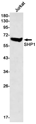 SHP1 Rabbit Monoclonal Antibody