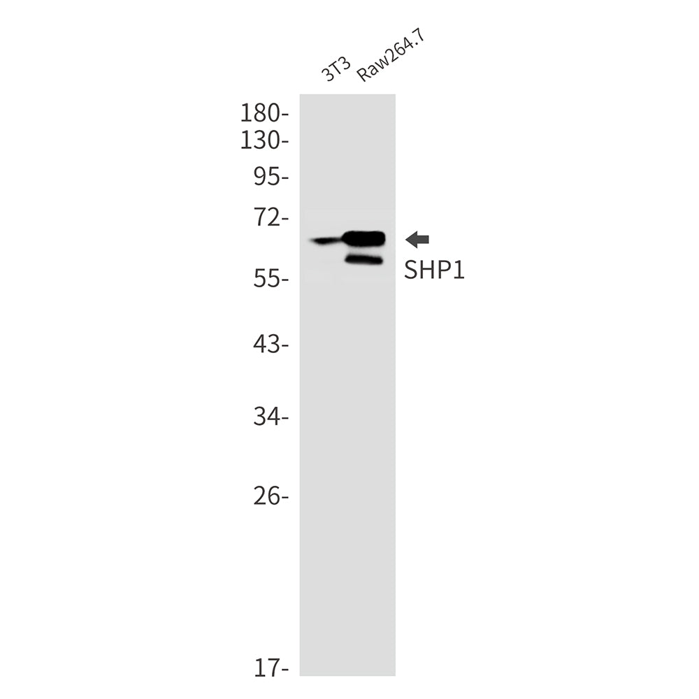SHP1 Rabbit Monoclonal Antibody