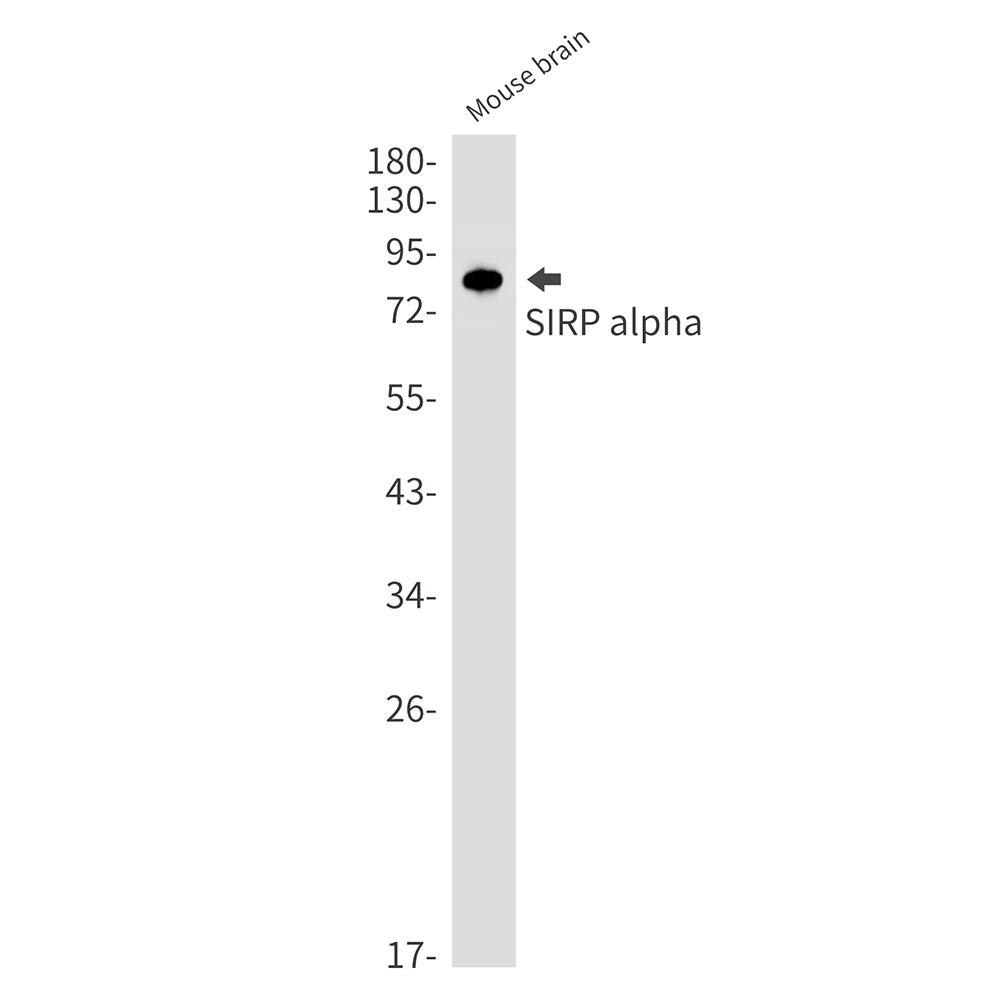 SIRP alpha Rabbit Monoclonal Antibody
