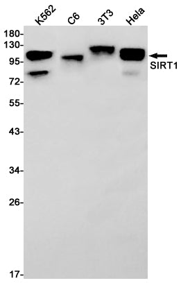 SIRT1 Rabbit Monoclonal Antibody