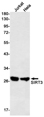 SIRT3 Rabbit Monoclonal Antibody