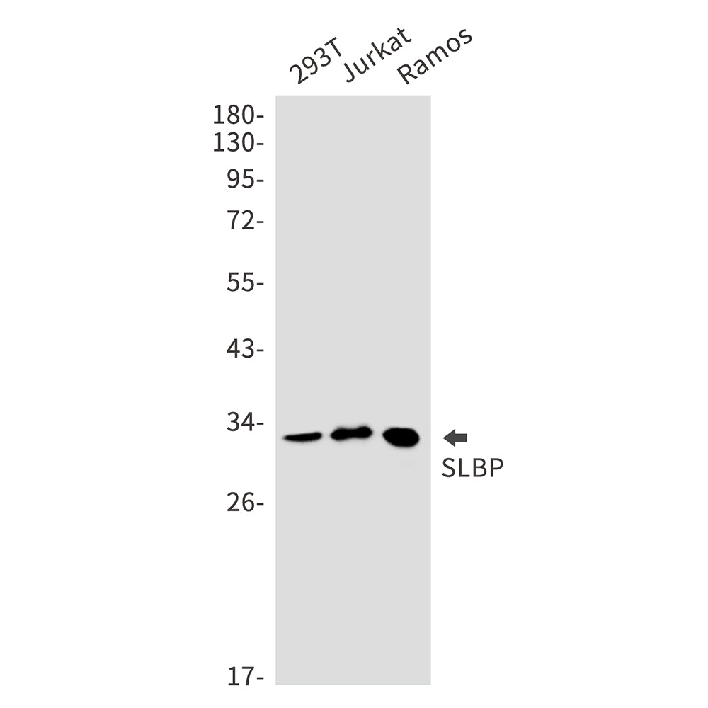 SLBP Rabbit Monoclonal Antibody