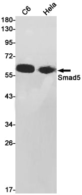Smad5 Rabbit Monoclonal Antibody